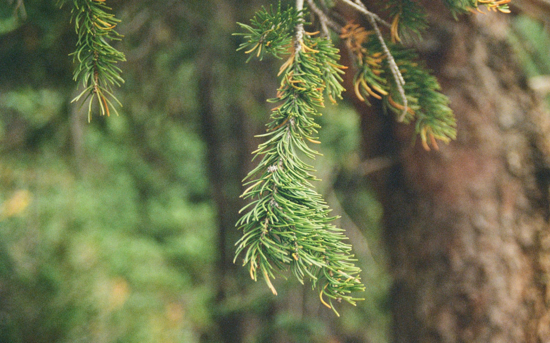 Bulk Leaf & Pine Needle Removal Yard Clutter Removal