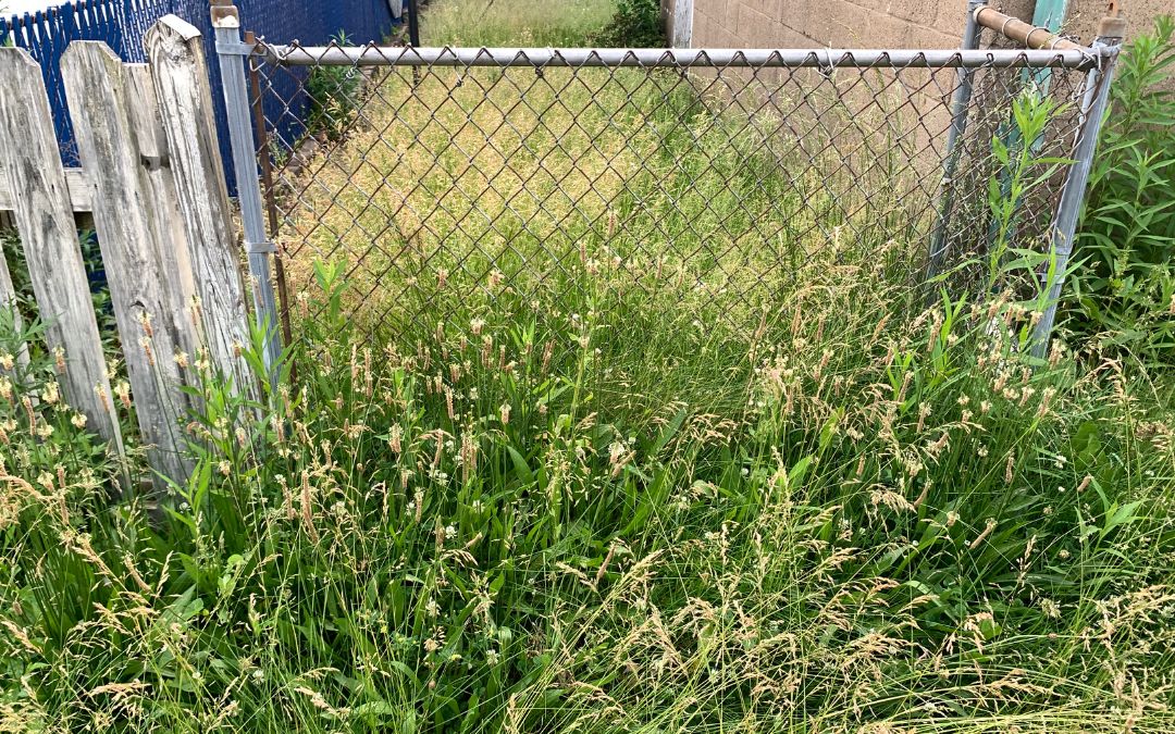 Yard Clutter Removal